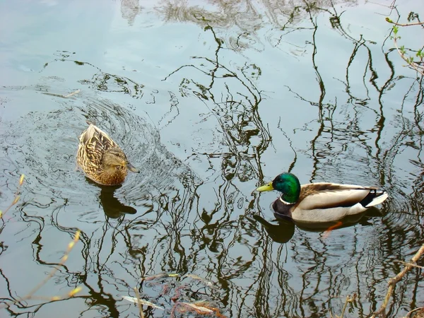 stock image Duck and drakes