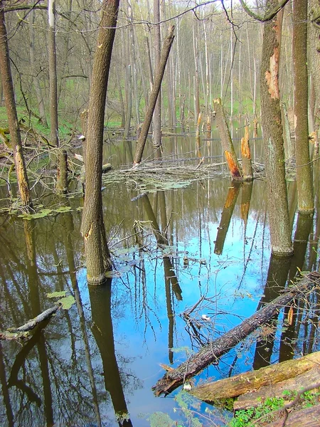 森の中で洪水 — ストック写真