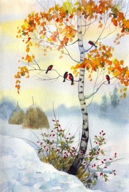 Bullfinch on the birch clipart