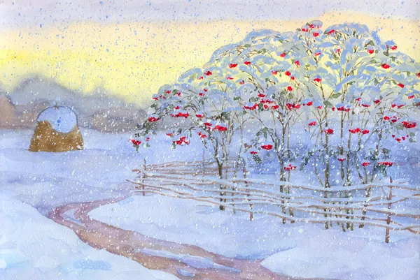 Arbusto de nieve viburnum —  Fotos de Stock