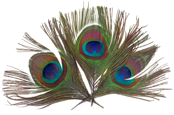 Φτερά Peacock — Φωτογραφία Αρχείου
