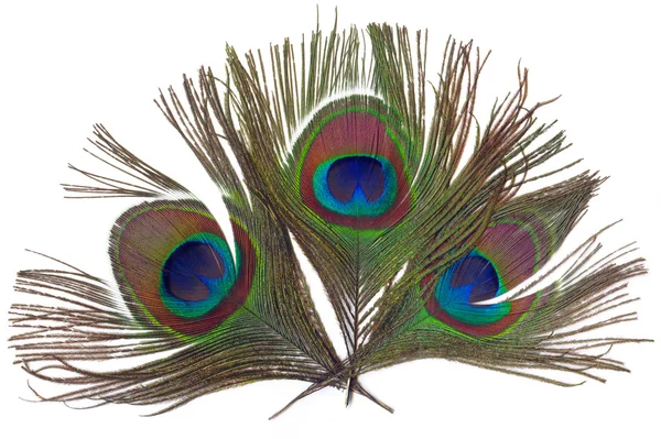 rainbow peacock feathers background