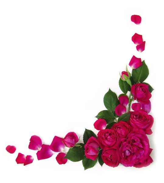 Marco de rosas — Foto de Stock