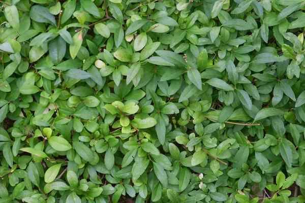 Leaves green — Stock Photo, Image