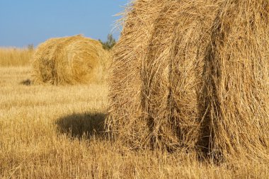 Haystacks in field