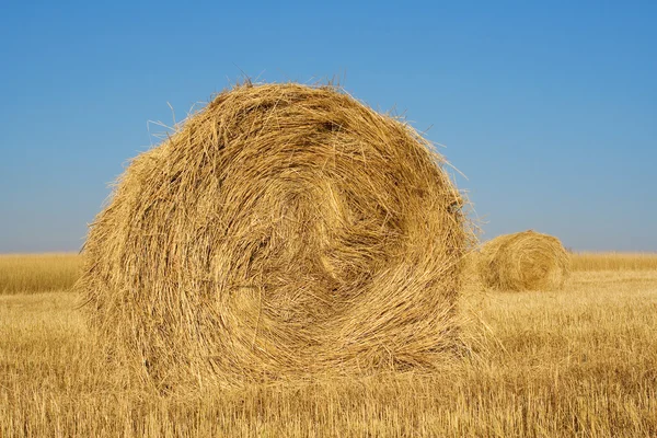Haystacks in field — Stock Photo, Image