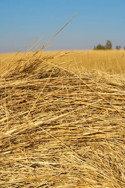 Haystacks in field — Stok fotoğraf