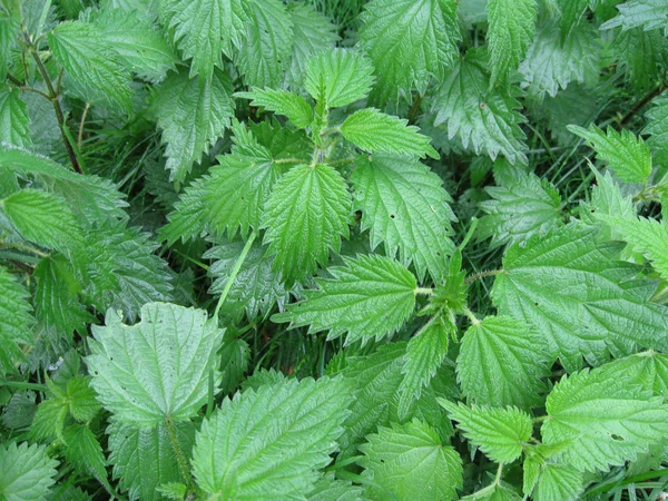 stock image Plant