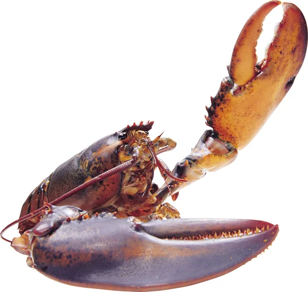 Crayfish — Stock Photo, Image