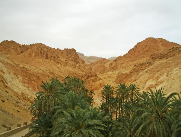 Oasis in Sahara desert — Stock Photo, Image