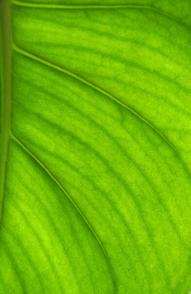 Detailed leaf in back-light