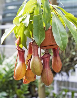 Nepenthes clipart