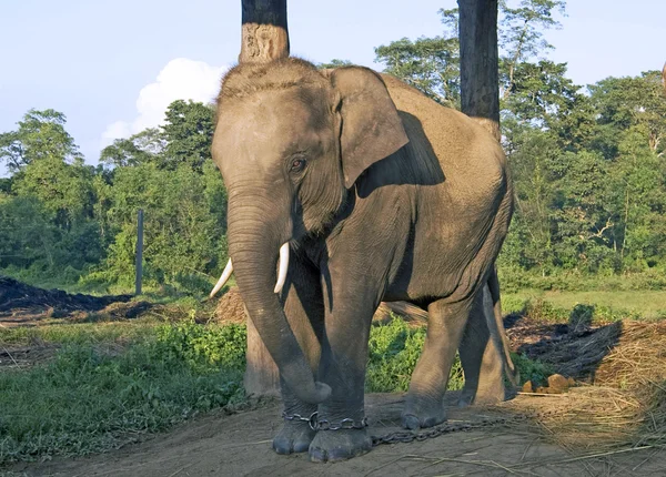 Een babyolifant — Stockfoto