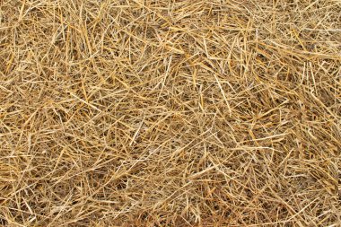 Hay texture clipart