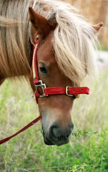 Pony. — Foto de Stock