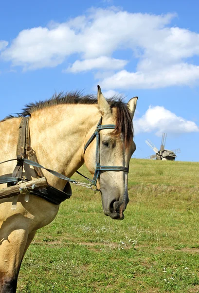Retrato de cavalo e moinho de vento — Fotografia de Stock