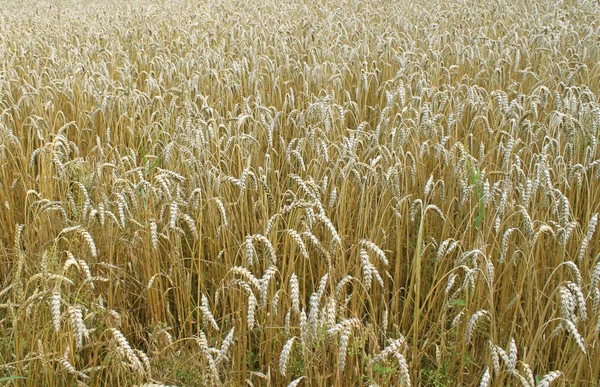 Літнє пшеничне поле як фон — стокове фото