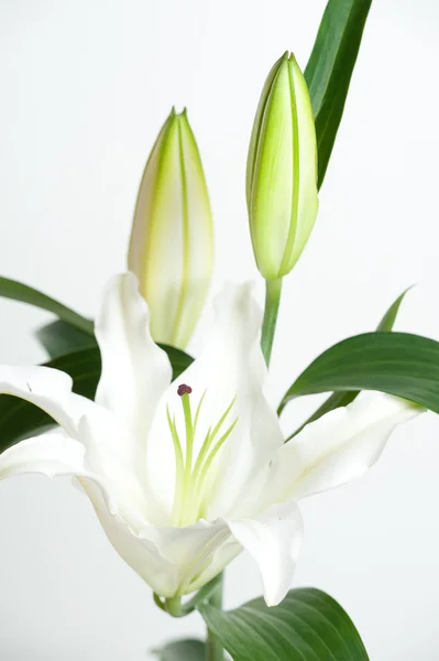 Piękne lilia — Zdjęcie stockowe