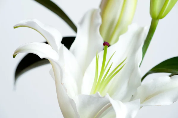 Piękne lilia — Zdjęcie stockowe