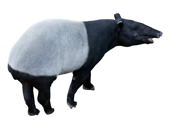 Tapir — Stok Foto