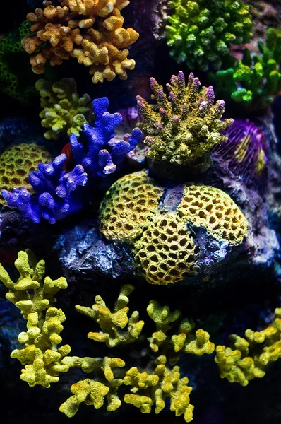 Барвисті корали — стокове фото