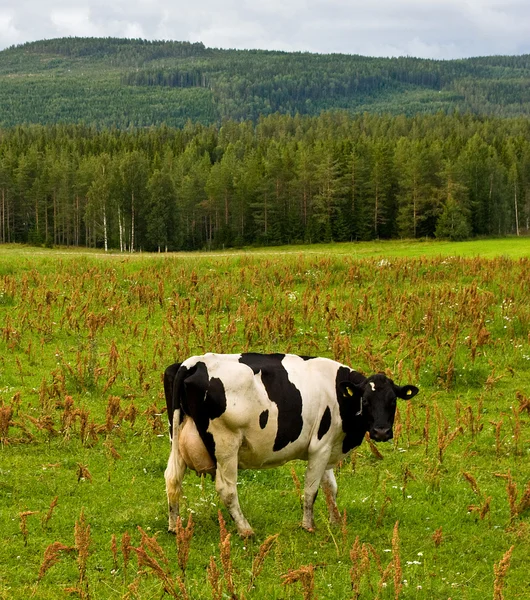 Rural sweden — Stock Photo, Image