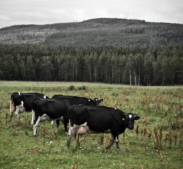 Suedeză rurală — Fotografie, imagine de stoc