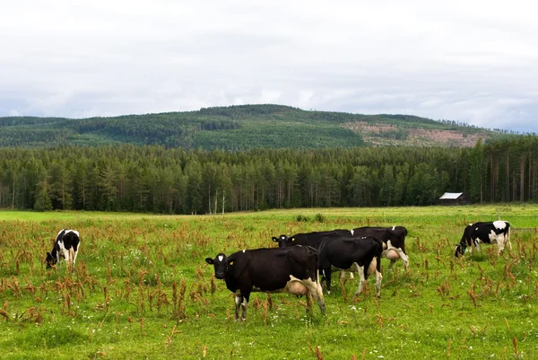 Suedeză rurală — Fotografie, imagine de stoc