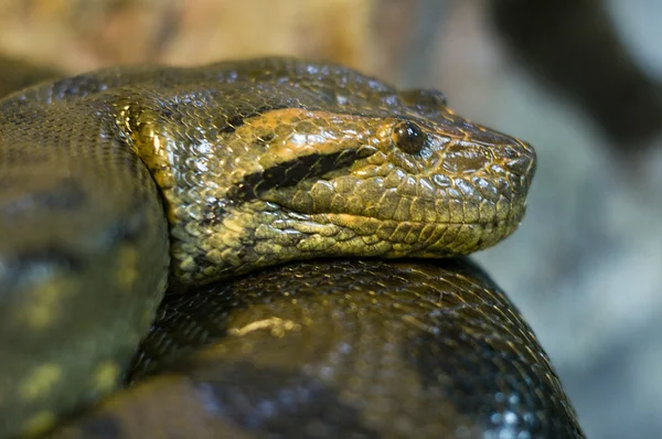 stock image Green snake