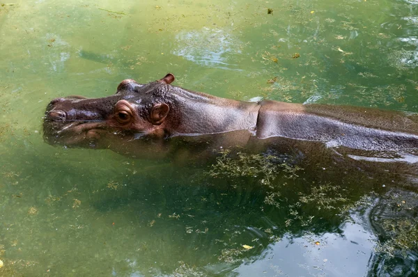 Hipopotam duży — Zdjęcie stockowe