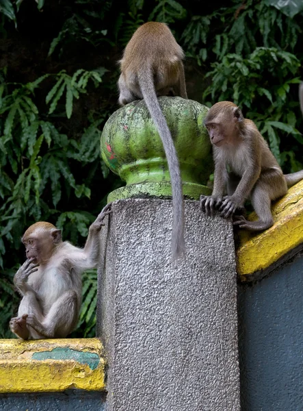 Makaak monkey — Stockfoto