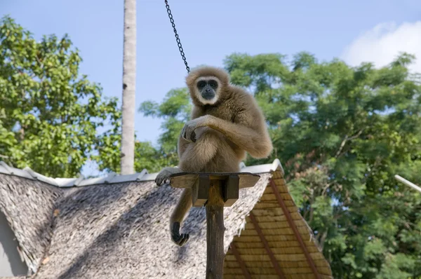 Evcil maymunu — Stok fotoğraf