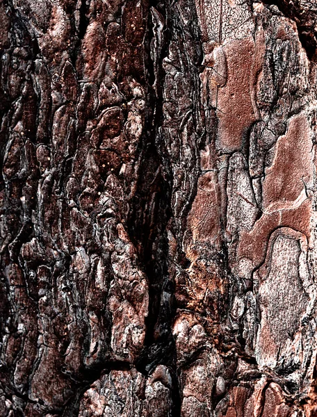 Corteza de pino — Foto de Stock
