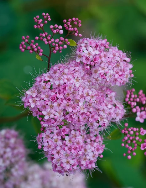 stock image Pink flower