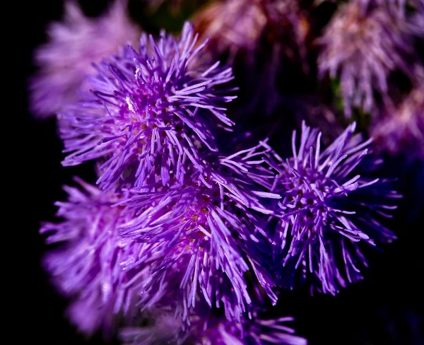 Purple summer flower — Stock Photo, Image