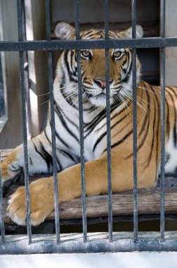 Caged tiger clipart