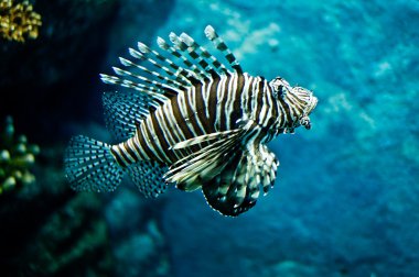 Lion fish clipart