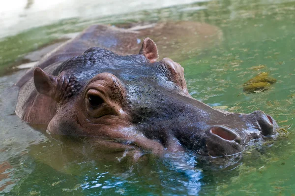 Grande hipopótamo — Fotografia de Stock