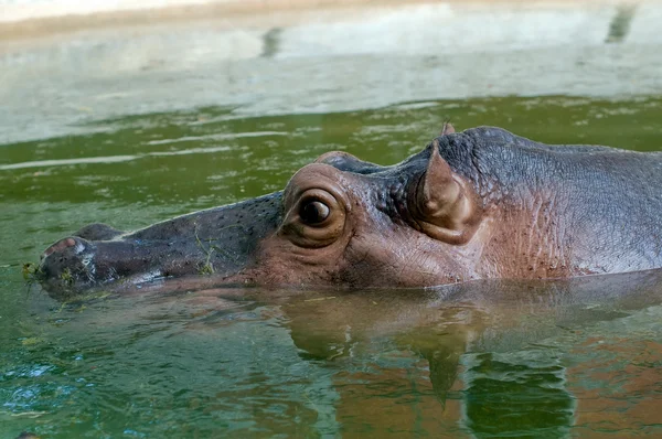 Gran hipopótamo — Foto de Stock
