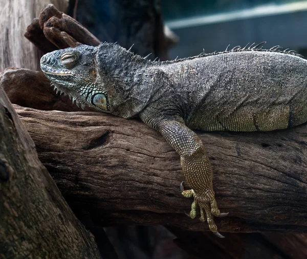 stock image Iguana lizard