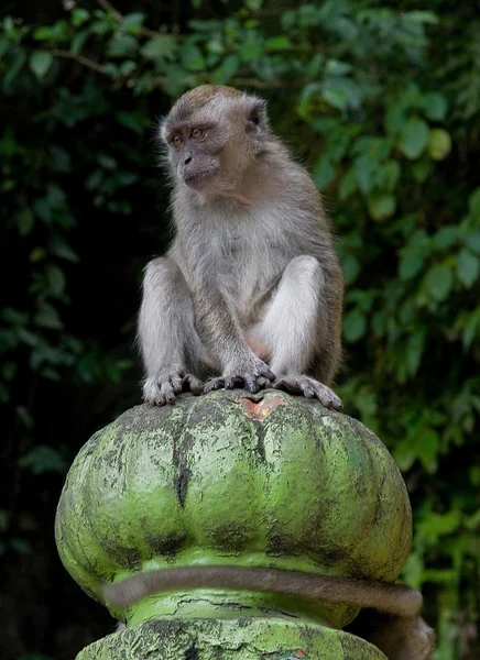 Makak maymunu — Stok fotoğraf