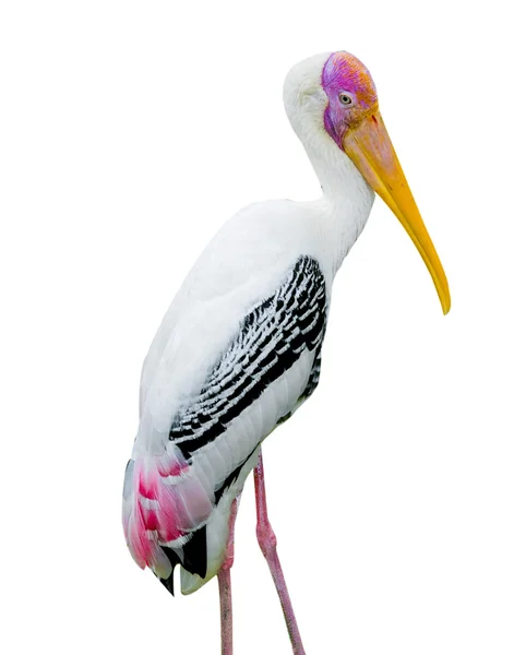 Milky stork — Stock Photo, Image