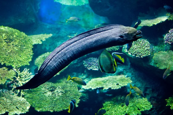 Muraena риби — стокове фото