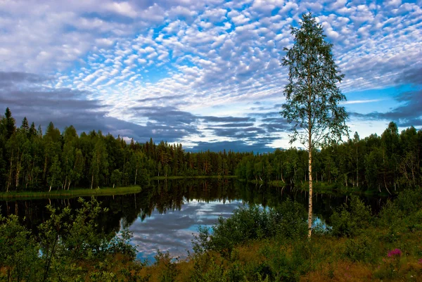 Σουηδική φύση — Φωτογραφία Αρχείου