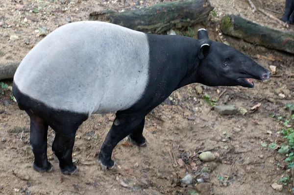 Malaysiska tapir — Stockfoto