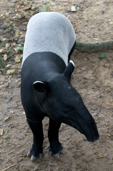 Malaiischer Tapir — Stockfoto