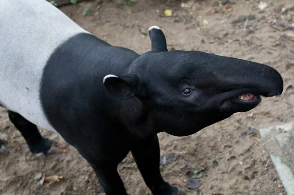 Tapir malaio — Fotografia de Stock