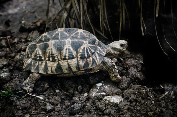 stock image Turtle