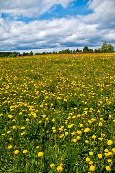 stock image Summer field