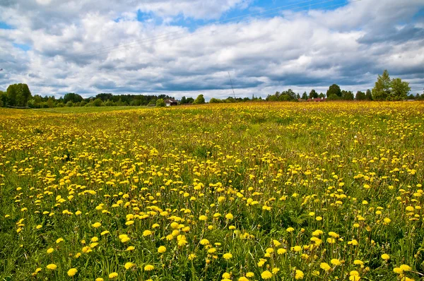 stock image Summer field